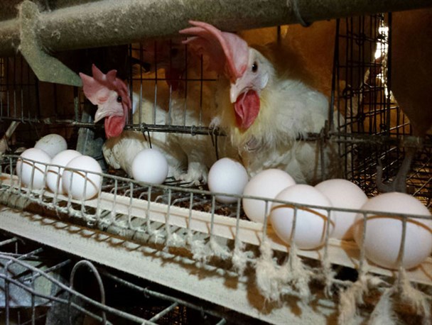 نشانه های مرغ تخمگذار بومی جوان - سپید طیور
